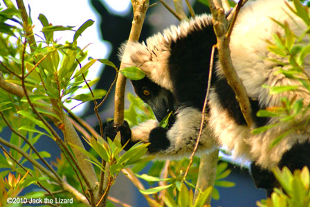 Black-and-white Ruffed Lemur