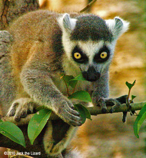 Ring-Tailed Lemur