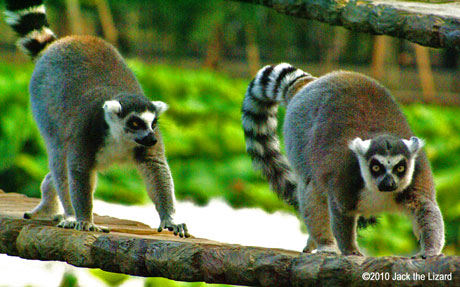 Ring-Tailed Lemur