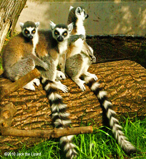 Ring-Tailed Lemur