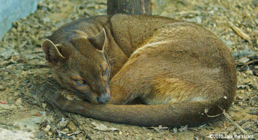 Fossa