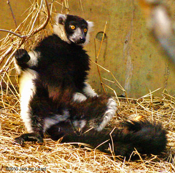 Black-and-white Ruffled Lemur
