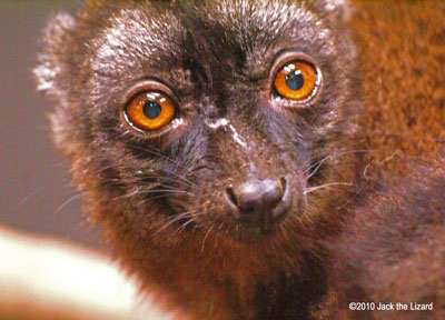 Brown Lemur