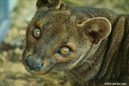 Fossa