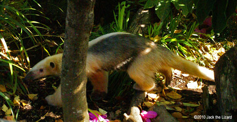 Southern Tamandua