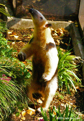 Southern Tamandua