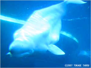 Beluga, Vancouver Aquarium