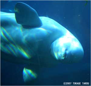 Beluga, Vancouver Aquarium