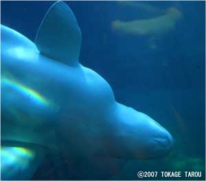 Beluga, Vancouver Aquarium