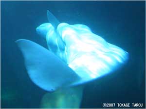 Beluga, Vancouver Aquarium