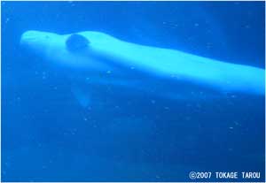 Beluga, Vancouver Aquarium