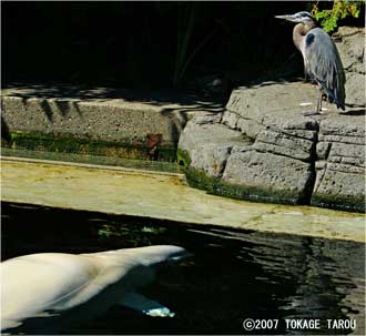 Beluga and Heron, Vancouver Aquarium