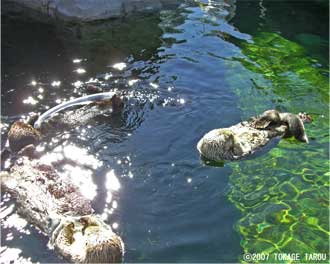 Sea Otters, Vancouver Aquarium