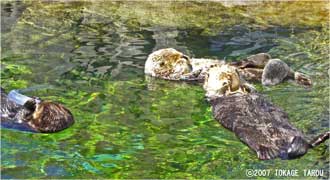 Sea Otters, Vancouver Aquarium