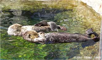 Sea Otters, Vancouver Aquarium