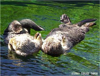 Sea Otters, Vancouver Aquarium