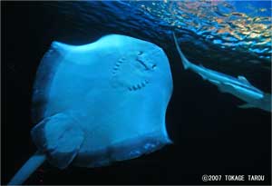 Ray, Vancouver Aquarium