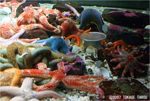 Starfish, Vancouver Aquarium