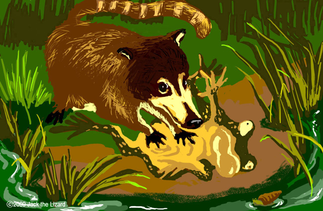 Coati