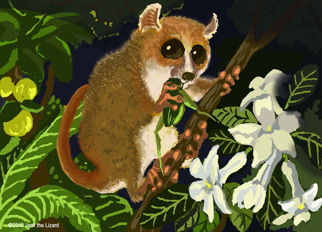 Madame Berth’s mouse lemur