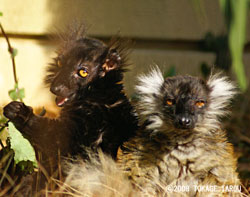 Black Lemur, Yumemigasaki Zoo