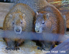 Hutia, Yumemigasaki Zoo