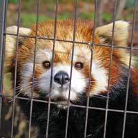 Red Panda, Yumemigasaki Zoo