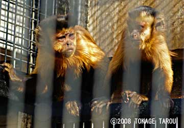 Tufted Capuchin, Yumemigasaki Zoo