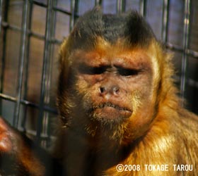 Tufted Capuchin, Yumemigasaki Zoo