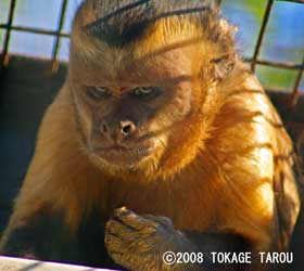 Tufted Capuchin, Yumemigasaki Zoo