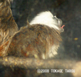 Cottontop Tamarins, Yumemigasaki Zoo