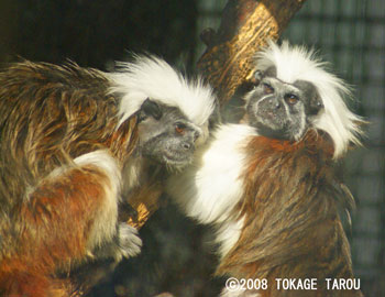 Cottontop Tamarins, Yumemigasaki Zoo