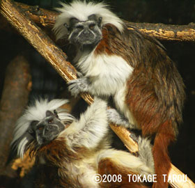 Cottontop Tamarins, Yumemigasaki Zoo