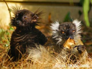 Black Lemurs, Yumemigasaki Zoo