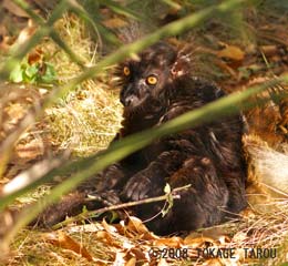 Black Lemur, Yumemigasaki Zoo