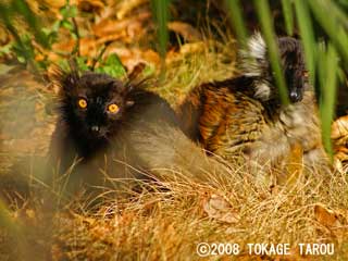 Black Lemurs, Yumemigasaki Zoo