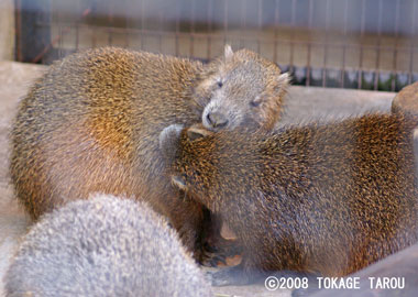 Hutias, Yumemigasaki Zoo