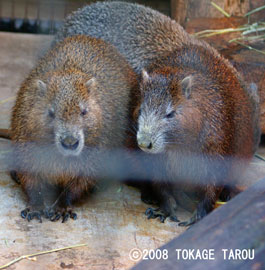 Hutias, Yumemigasaki Zoo