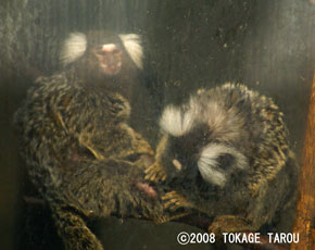 Common Marmosets, Yumemigasaki Zoo
