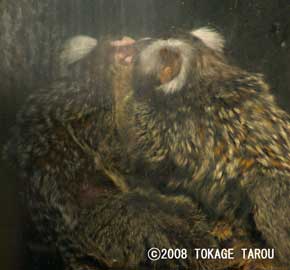 Common Marmosets, Yumemigasaki Zoo