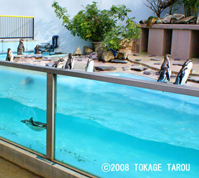 Penguin Pool, Yumemigasaki Zoo