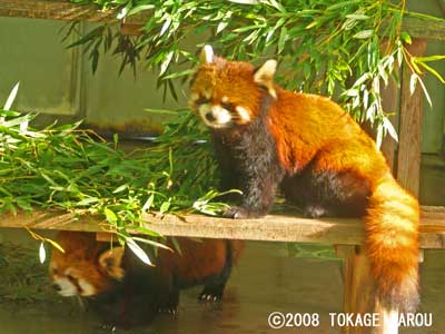 Red Pandas, Yumemigasaki Zoo