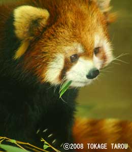 Red Panda, Yumemigasaki Zoo