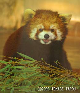 Red Panda, Yumemigasaki Zoo