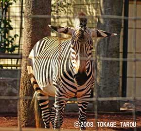 Mountain Zebra, Yumemigasaki Zoo