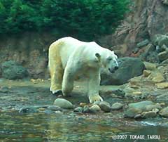 Polar Bear, Zoorasia