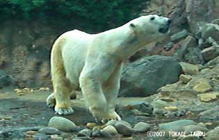 Polar Bear, Zoorasia