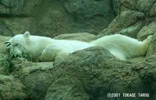 Polar Bear, Zoorasia