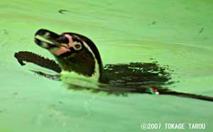 Penguins, Zoorasia