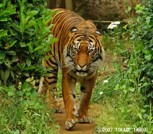 Sumatran Tiger, Zoorasia